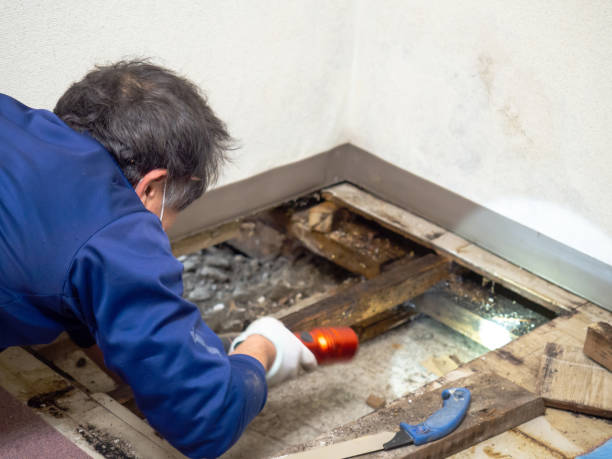 Best Residential Mold Removal  in Sleepy Hollow, WY