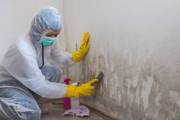 Best Black Mold Removal  in Sleepy Hollow, WY