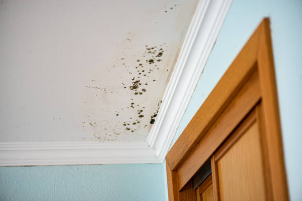 Best Home Mold Removal  in Sleepy Hollow, WY