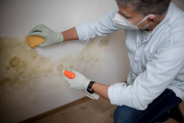 Best Local Mold Removal Service  in Sleepy Hollow, WY