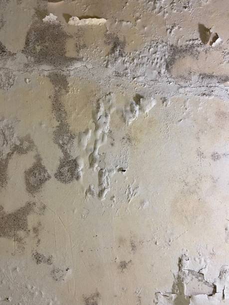 Best Mold Cleaning Services  in Sleepy Hollow, WY
