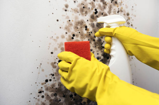 Best Professional Mold Removal  in Sleepy Hollow, WY