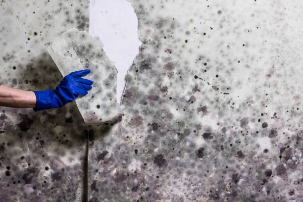  Sleepy Hollow, WY Mold Removal Pros